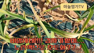 [마늘명가TV]2023.03.28 잎마름병비상!! 급하다급해!!효과빠른잎마름병약!처방전 나옵니다!!