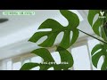 랜선집들이ㅣ플랜테리어로 꾸민 아파트 🌱ㅣhome tour feat.김해 삼계 한라비발디 센텀시티