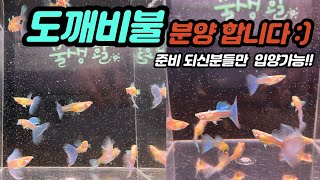 [마감] 도깨비불 구피 분양 시작합니다 l 힐링물멍 구피키우기