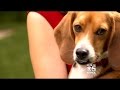 California Beagle Owners Push For Stricter Rules On Animal Testing