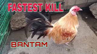 TOP 0NE FASTEST KILL BANTAM