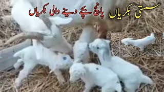 Goat lovers  !! Goat farming !!پانچ بچوں والی بکریاں