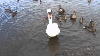 swan attacks duck