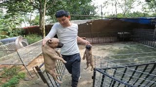 3个月的小比特犬成天惹事，趁主人不在又打起来了，还好及时发现