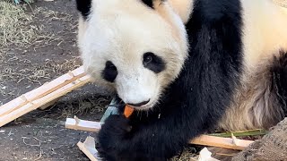 シャオくんが持っているのはニンジンじゃないか！　11月26日 ueno zoo panda