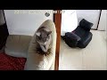 ロシアンブルーのロシ子の咳。－2018.11.24－