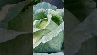 ស្ពៃក្តោប -cabbage