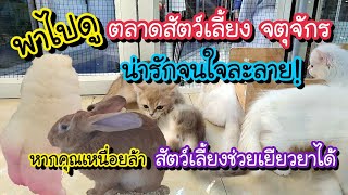 พาไปดู! ตลาดสัตว์เลี้ยง สวนจตุจักร น่ารักจนใจละลาย!! | Pet Zone Jhatuchak Market