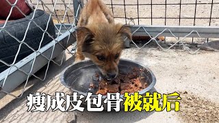 狗狗瘦成皮包骨，被小丁救回小院，謝謝你給我一個家【小丁的流浪狗小院 】