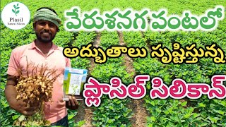 అద్భుతాలు సృష్టిస్తున్న ప్లాసిల్ సిలికాన్ || plasil silicon || silicon fertilizer|| 8143301013