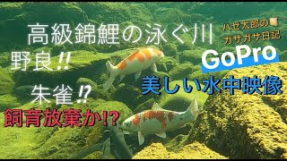 高級錦鯉の泳ぐ川‼︎美しい水中映像‼︎飼育放棄か⁉︎ゴープロ撮影…ナマズ軍団も登場‼︎