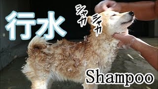 柴犬小春　「小春！シャンプーするよってに、行こか！」爽快！夏恒例の行水大会！