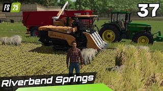 Rijst Oogsten \u0026 Nieuw Grasland Inzaaien | Riverbend Springs #37 | FS25