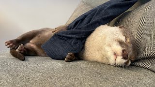 カワウソさくらの癖が強い寝てるシーン集② Collection of otter Sakura's habitual sleeping scenes②