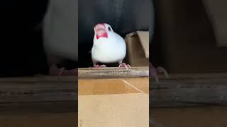 本気で怒る文鳥