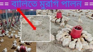 বালিতে মুরগি পালন সুবিধা ও অসুবিধা। মুরগির লিটার ব্যবস্থাপনা। poultry litter management...