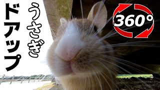 【360度動画】超近距離で挟まれた！？うさぎ２羽が目の前でエサを食べる🐰🐰