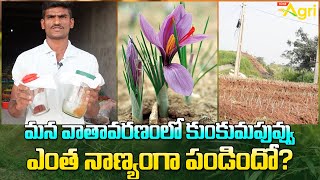 Saffron, Kashmir Kumkuma Puvvu Farming | మన వాతావరణంలో కుంకుమపువ్వు ఎంత నాణ్యంగా పండిందో? Tone Agri