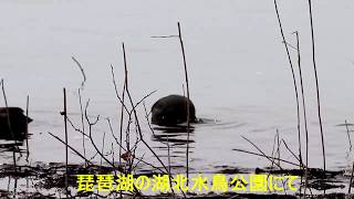 琵琶湖の湖北水鳥公園にてカモたちを撮ってみた