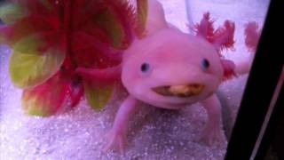 Axolotl, My little pet alien