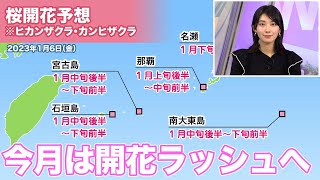 沖縄・奄美地方の桜開花予想　今月は開花ラッシュへ