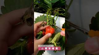 2023內湖草莓季-山櫻草莓園 #shorts #台北景點 #內湖草莓季