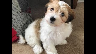 Mojito - Havanese Puppy - 2 Weeks Socialisation \u0026 4 Weeks Training