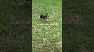 Mini dog running really fast 😂 #tinydogs #puppy #mytiny #fypシ゚viral #babydog #minipets #smalldogs