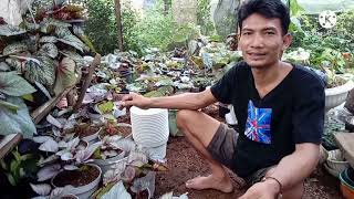 @muktigarden, Cara Mindah Begonia Dalam Pot, Perawatan Begonia