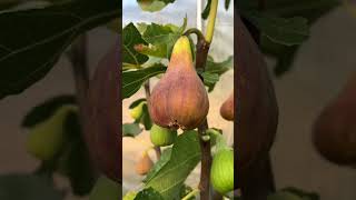 Osborne Prolific Fig (Ficus carica 'Osbourne Prolific')