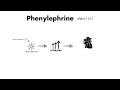 phenylephrine vasopressors u0026 inotropes