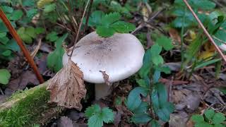 Говорушка серая (Clitocybe nebularis). Как выглядит гриб на месте произрастания.