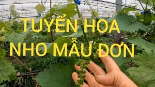 KỸ THUẬT TRỒNG NHO ( giàn chữ Y)TỪ A-Z PHẦN 14-2: Tỉa hoa nho mẫu đơn - nho sữa Hàn Quốc