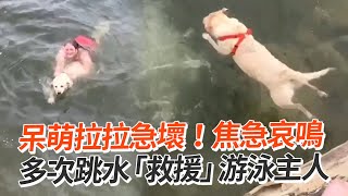 主人游泳中🏊🏻拉拉誤會急「跳水救援」｜寵物｜搞笑｜拉布拉多｜精選影片