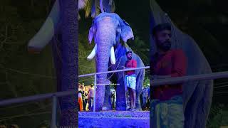 പാറന്നൂർ നന്ദൻ || കല്ലുംപുറം പെരുന്നാൾ 2023 || #elephant #perunnal #viral #shorts #2023