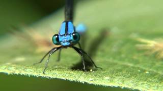 Damselfly gets aggressive: close up in Jaji, Venezuela