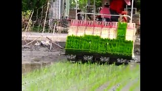 Rice cultivation technology 水稻种植技术