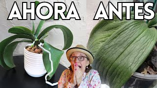 Como TRATE una ORQUIDEA con HOJAS ARRUGADAS  #444