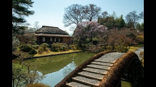 katsura-Rikyu, Sakura【桜】【04月0x日】桂離宮