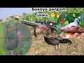 BERBURU AYAM HUTAN. BONUS PERGAM ATAS GENTENG