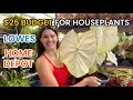 $25 BUDGET For Houseplants At Home Depot & Lowe's - Big Box Plant Shopping and Plant Haul