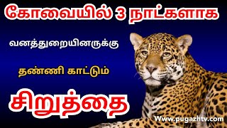 சில்வண்டு சிக்கும் சிறுத்தை சிக்காது, என கோவையில் மூன்று நாட்களாக வனத்துறைக்கு தண்ணி காட்டும்..