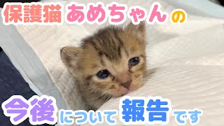 子猫の里親募集をやめて正式に我が家でお迎えすることにしました。その経緯を報告します。