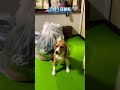 7月1日の朝礼に参加するビーグル犬 犬 dog