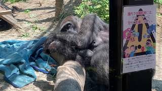 🦍ゲンキ母さんラストにオシッコ💦💕😊(京都市動物園)