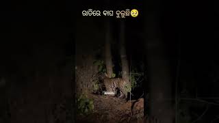 ଆମ ଅଞ୍ଚଳରେ ରାତିରେ ବାଘ 🐯 ବୁଲୁଛି🥹#pleasesubscribemychannel#tiger#villagevlogs#ytshortsvideo#likeshare#