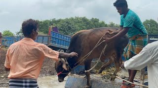 Cow unloading, cow videos,cow video,big cow,goru hamba cow,Gabtoli,Paragram[Ep -22](Kurbani Eid2022)