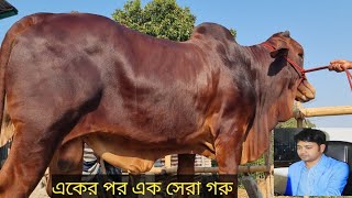 সর্ব সেরা গরু শুধু মৃত্তিকা ডেইরী ফার্মে পাবেন। প্রতিবেদন তারিখ - ০৬-০৩-২০২২