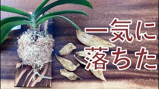 【胡蝶蘭の異変】6枚の葉っぱが急に黄変。その後。。