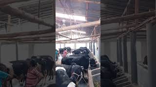 প্রাকৃতিক পদ্ধতিতে গরুর খামার #shorts #youtubeshorts #ytshorts #shortvideo #farming